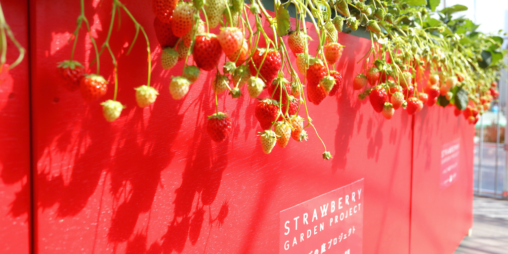 【あべのハルカス近鉄本店】百貨店の屋上でイチゴ摘み体験!? 「いちごの庭プロジェクト」