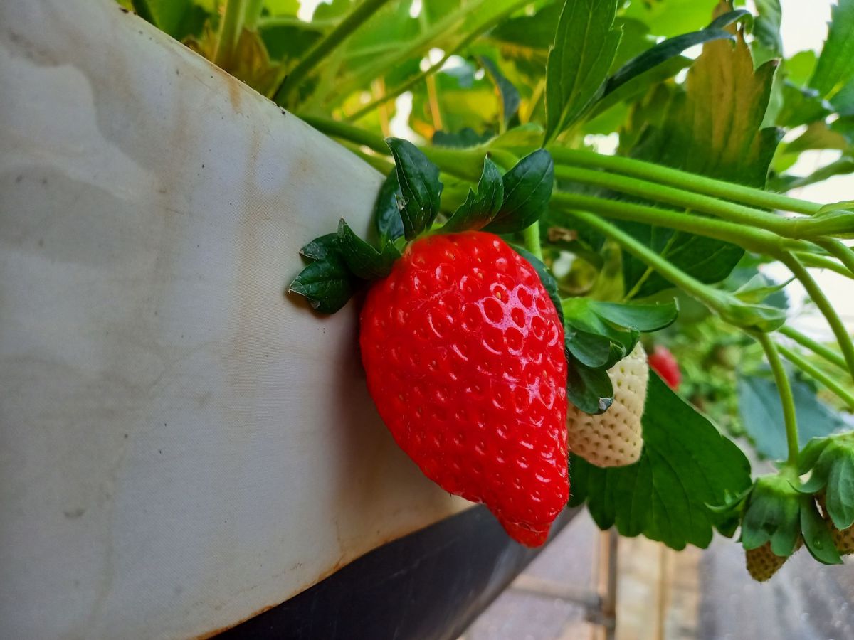 章姫（あきひめ）