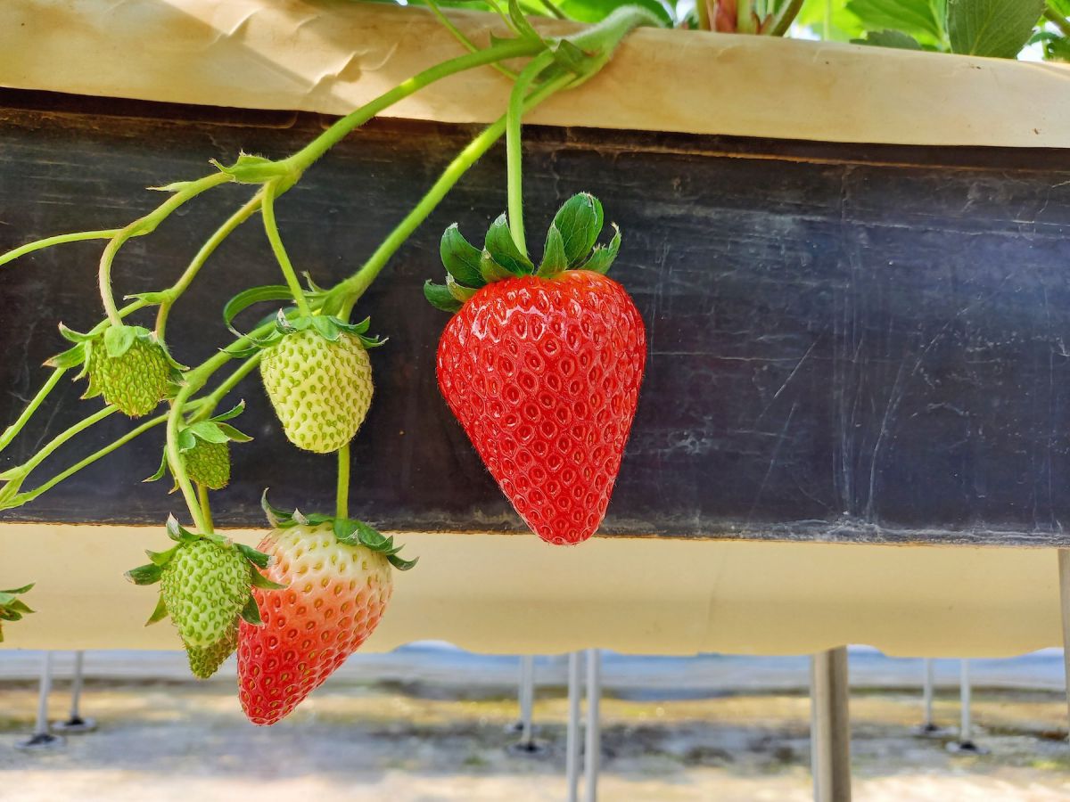 紅ほっぺ（べにほっぺ）