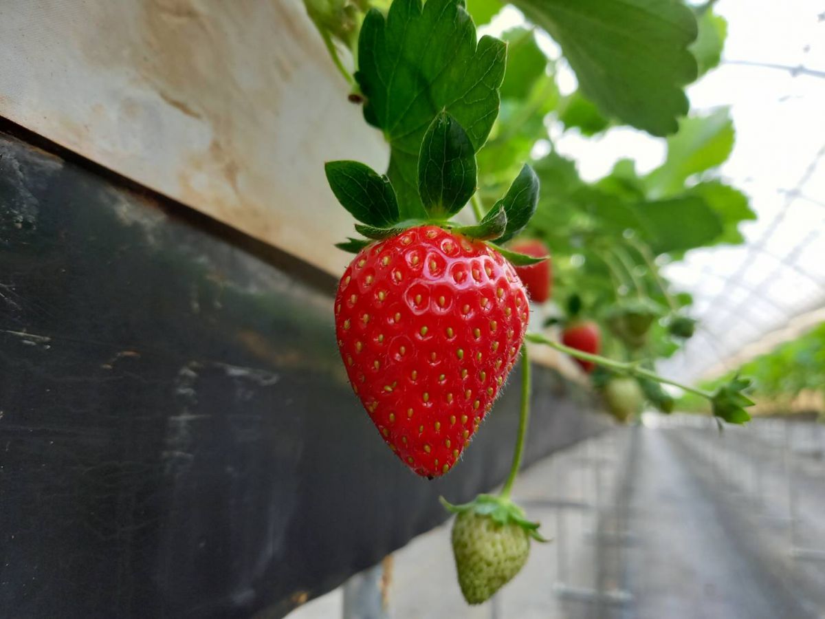 おいCベリー（おいしーべりー）