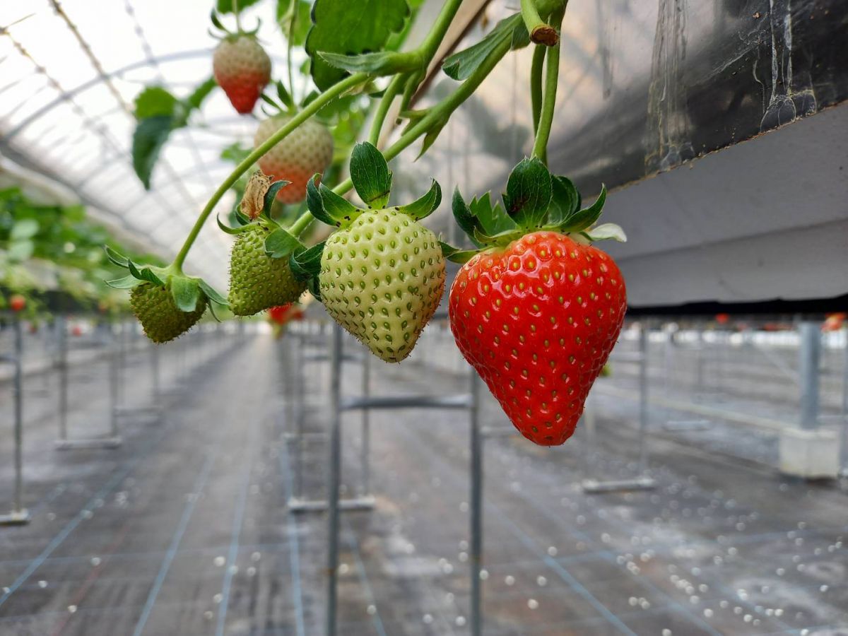 恋みのり（こいみのり）