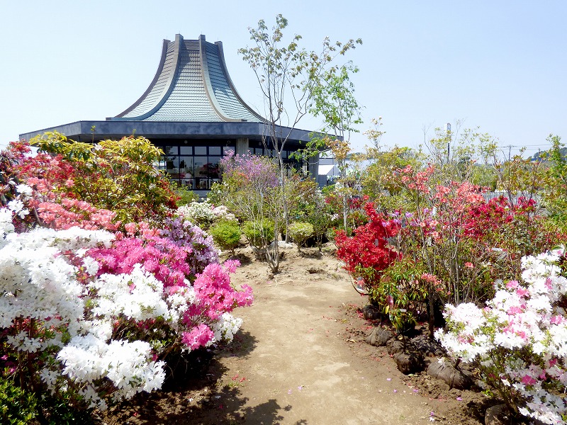 例年春にはシャクナゲ・つつじまつりを開催