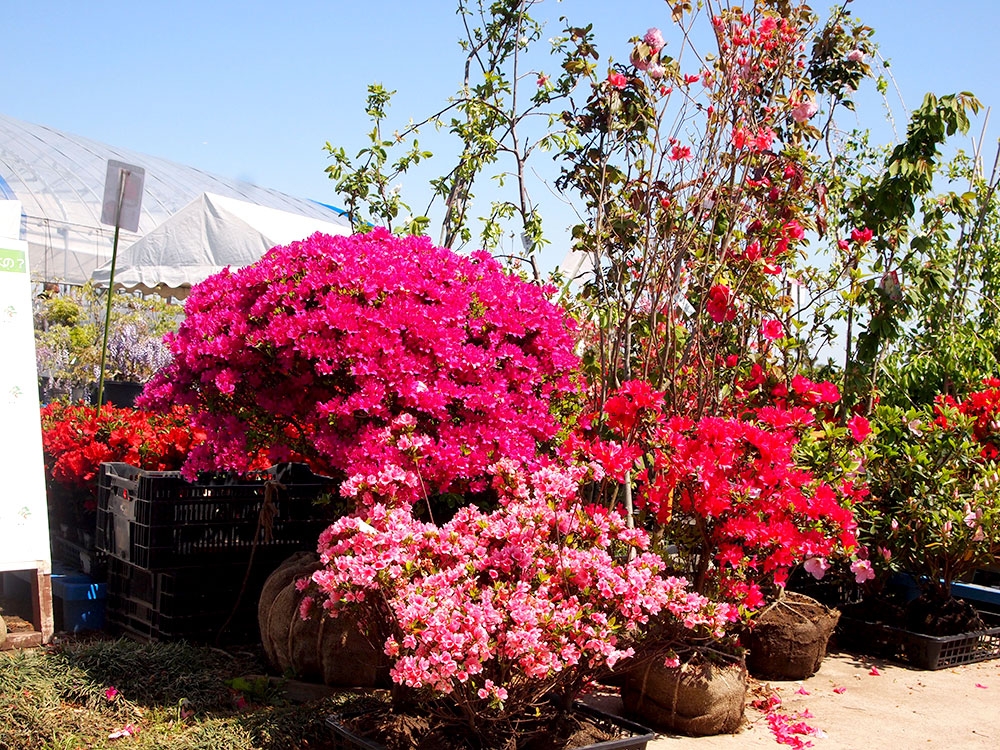 生産者ごとに並べられている植木などは見ているだけでも楽しい