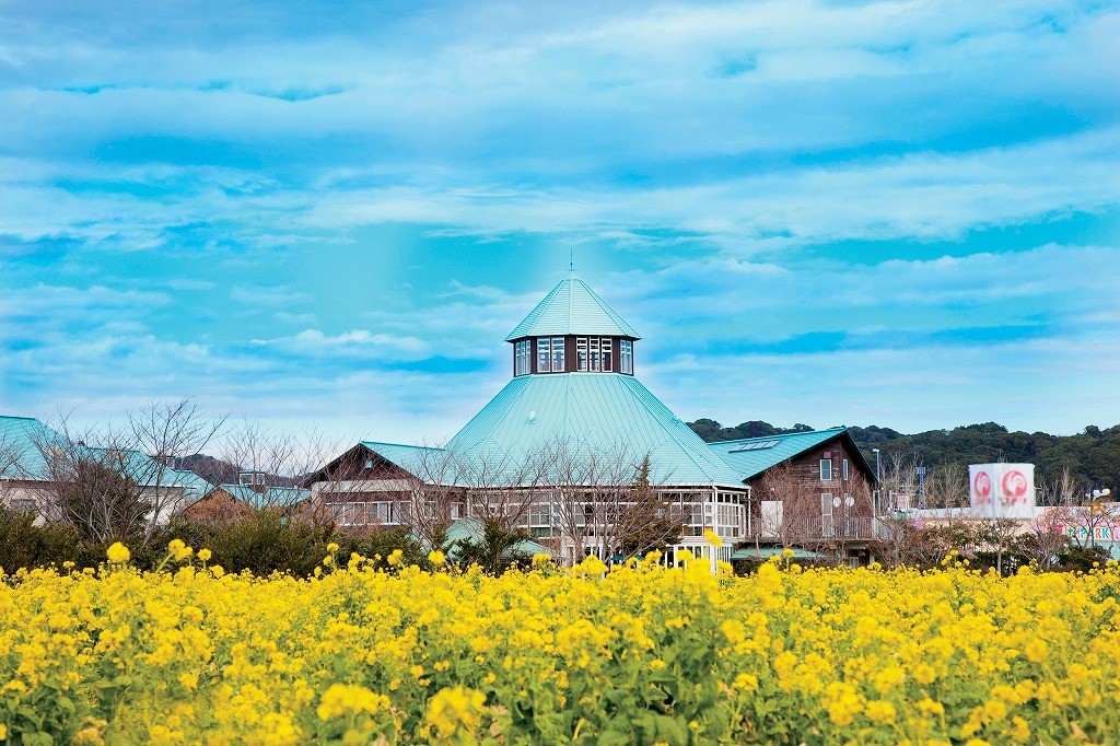 例年1月中旬～2月上旬には満開の菜の花を見られる