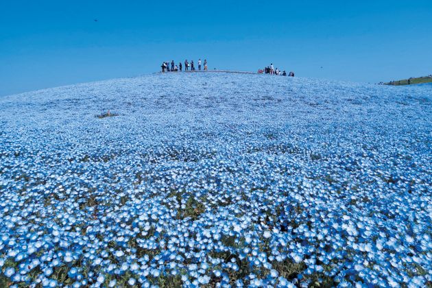 国営ひたち海浜公園のネモフィラ
