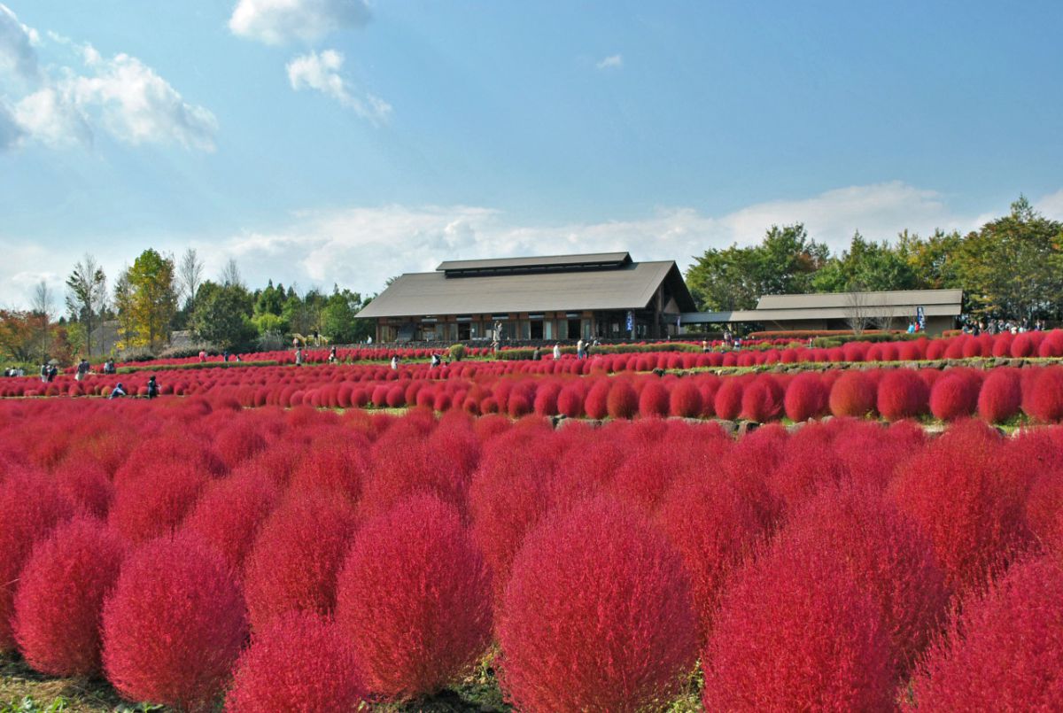 みちのく公園(コキア)