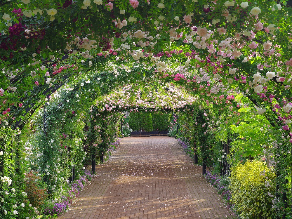 ⑦横浜イングリッシュガーデン・ローズトンネル