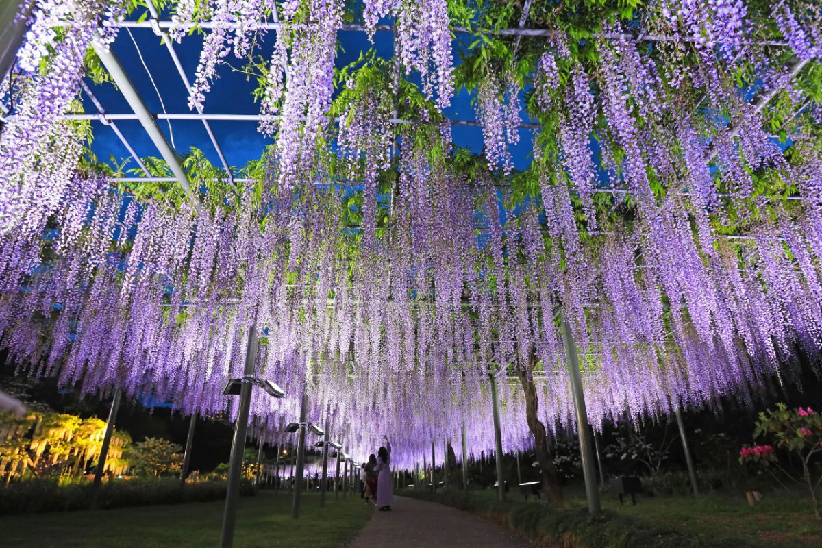 フラワーパーク(藤)