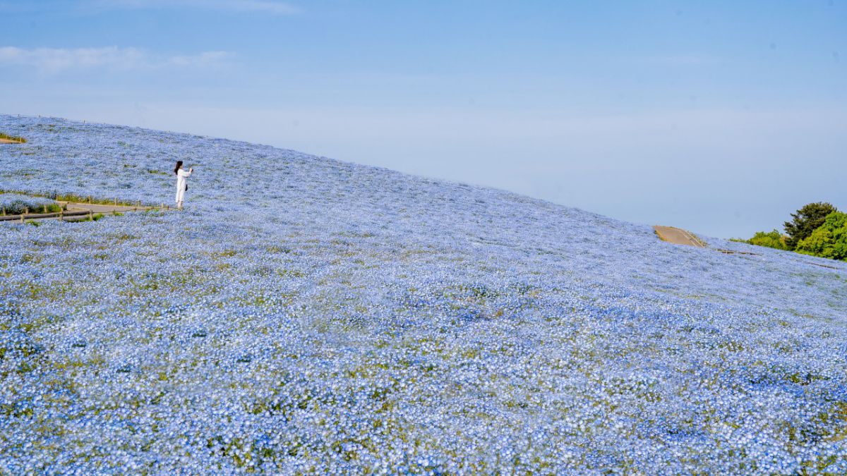 ひたち海浜公園