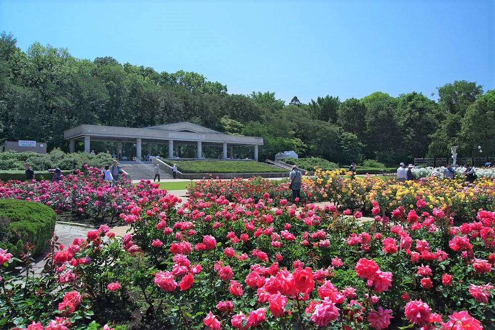 神代植物公園・ばら園