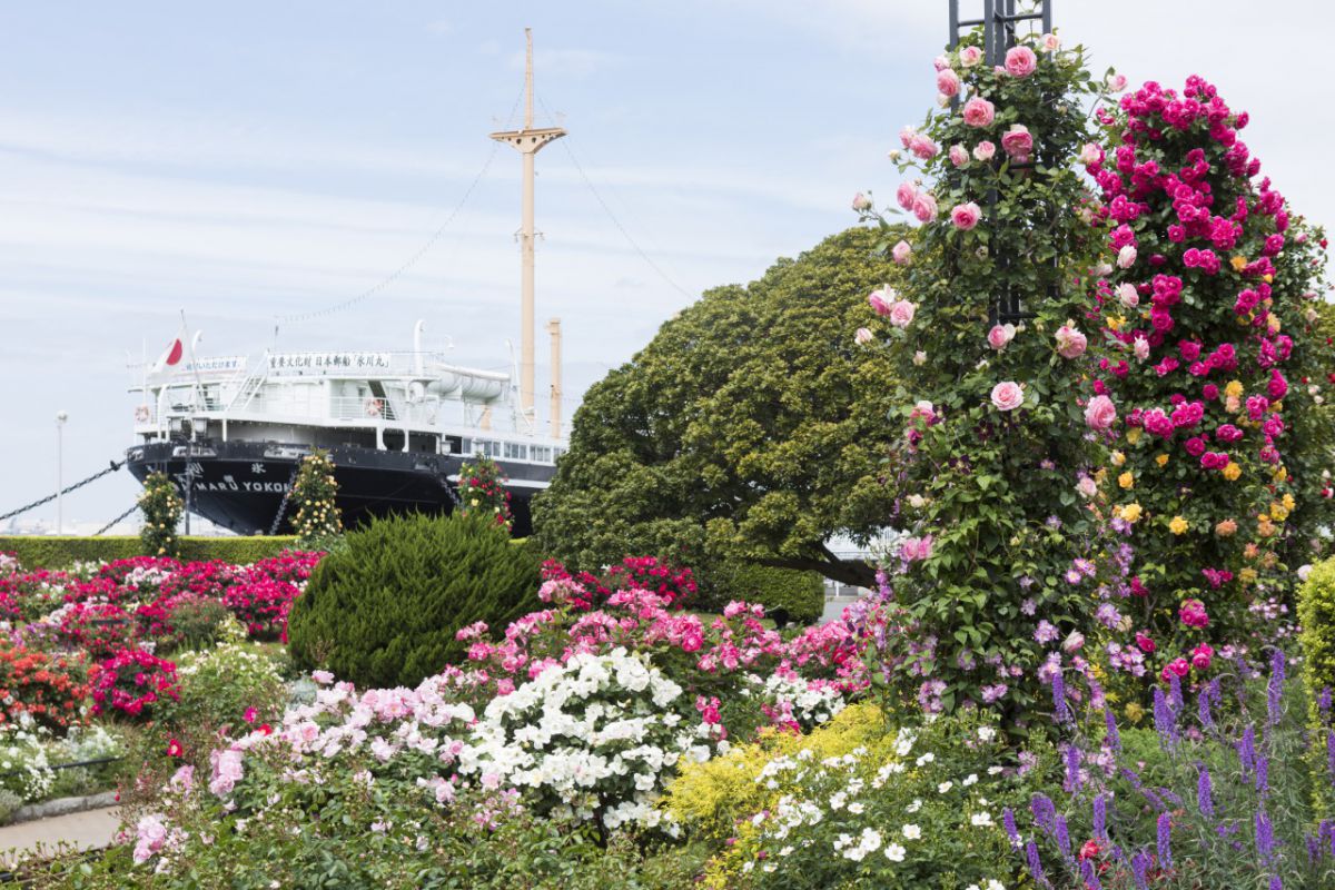 バラ(山下公園)氷川丸 (2)