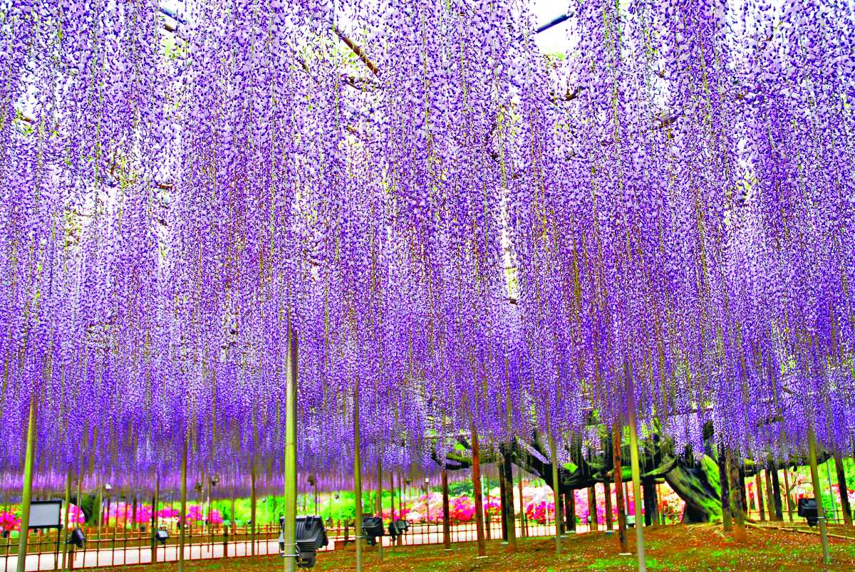 「大藤」の見頃は、4月下旬～5月上旬