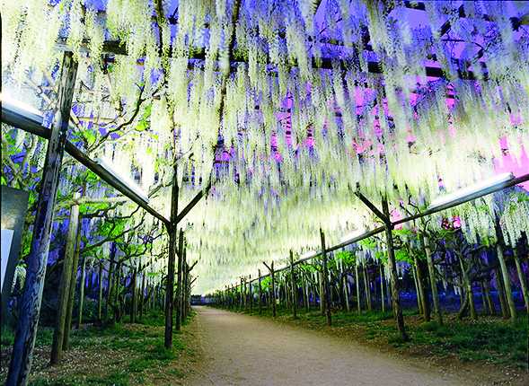 「白藤」の見頃は5月上旬ごろ。ライトアップも素敵