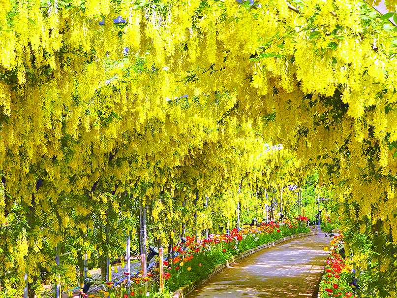 「きばな藤」は5月上～中旬が見頃です