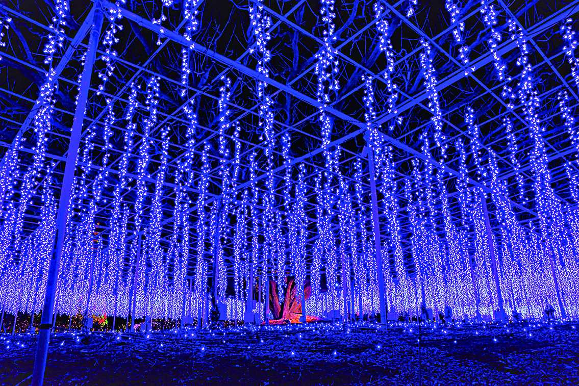 「奇蹟の大藤」は10月下旬～2月上旬に見ることができます