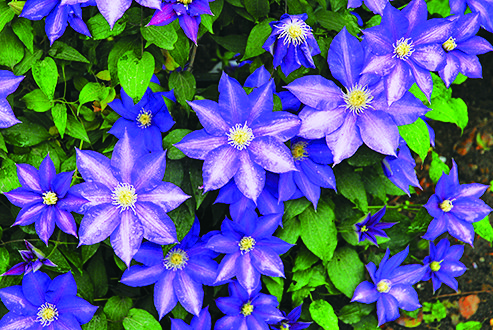 5月中旬～6月上旬に咲く「クレマチス」