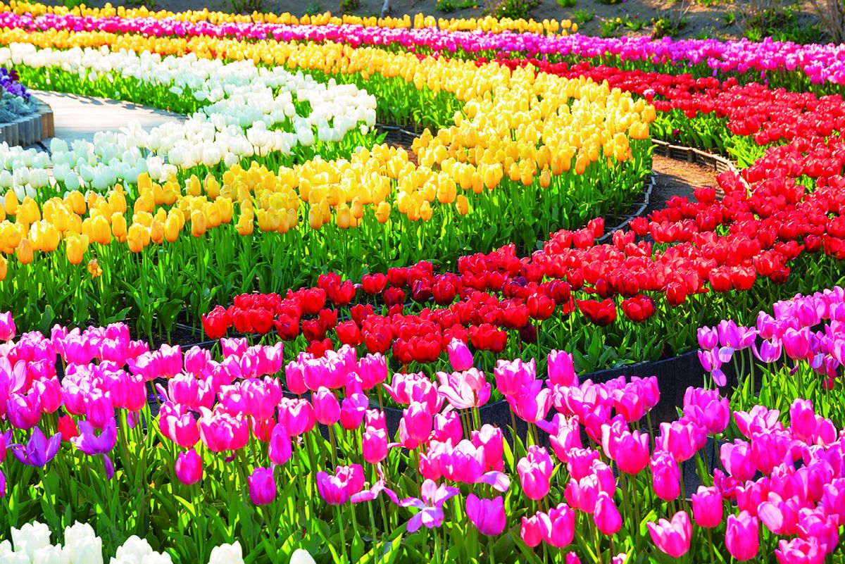 「チューリップ」は3月上旬～4月下旬が見頃です