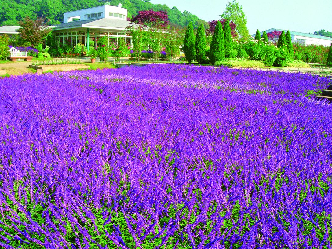 10月上旬～11月下旬には「アメジストセージ」がガーデンを埋め尽くします