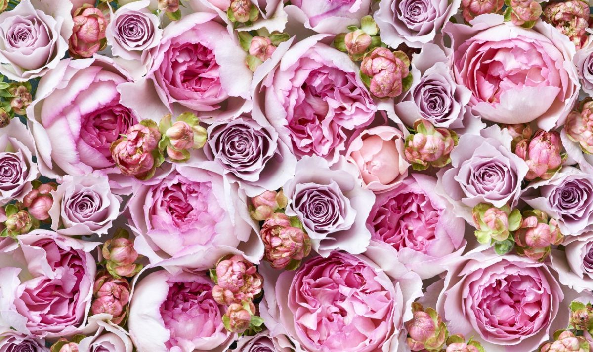 1万本のROSEフェア