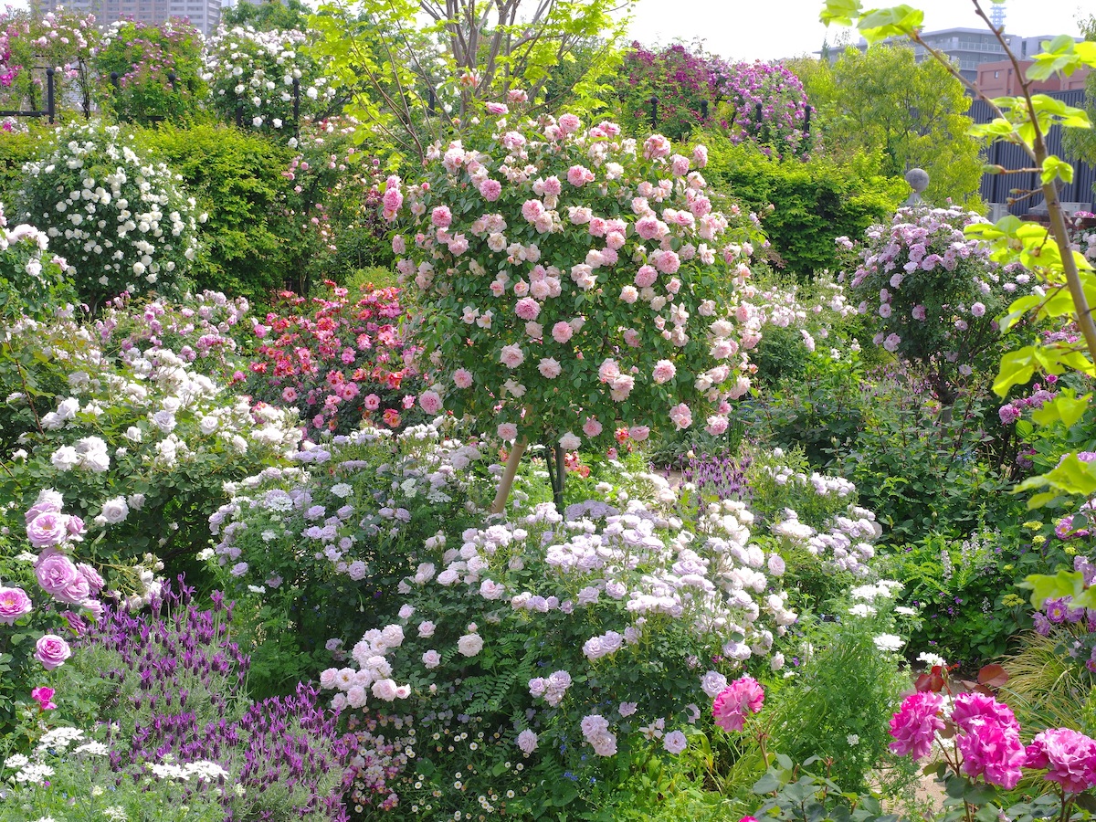 「ローズ&ハーブガーデン」