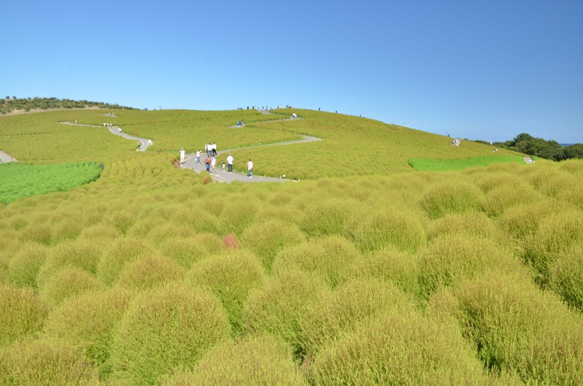 「緑コキア（9月中）」：若々しい緑色に少しずつ黄色みを帯びる