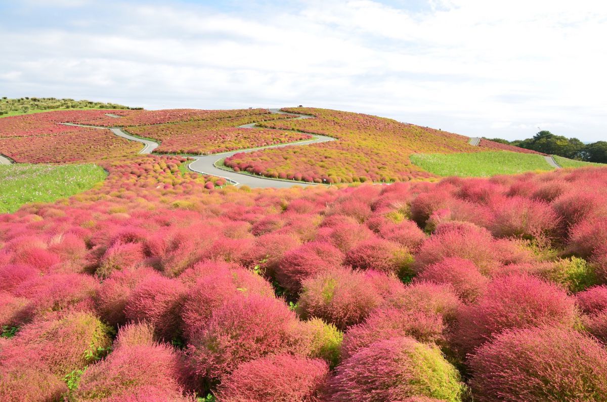 「グラデーションコキア（10月上旬）」：頭の先から赤く色づき始める