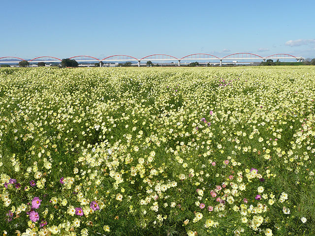 コスモス（イエローキャンパス）／鴻巣市