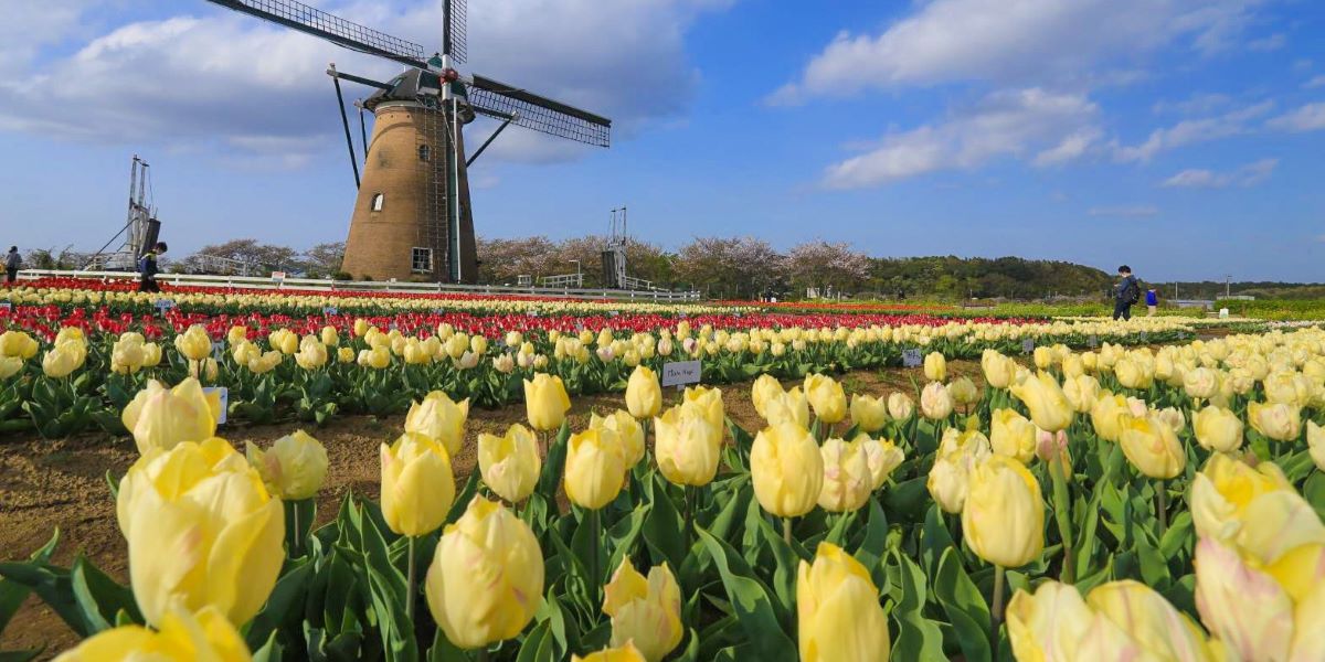 【千葉】「佐倉チューリップフェスタ2022」開催！約55万本の絶景チューリップ畑へ