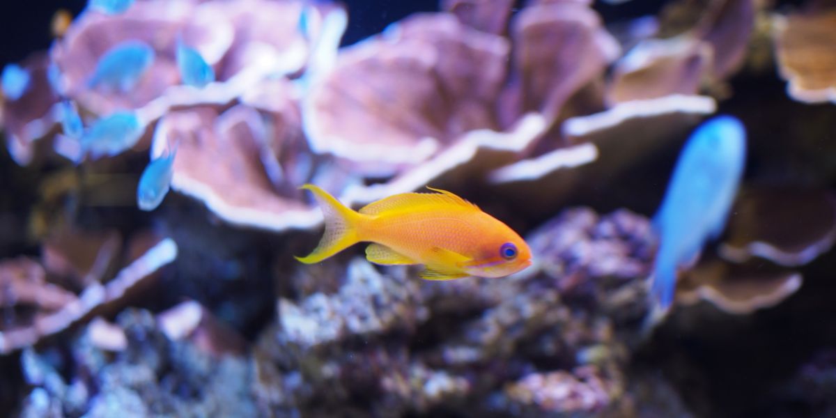 占いがテーマの水族館!? 横浜中華街「横浜開運水族館 フォーチュンアクアリウム」でレッツ開運