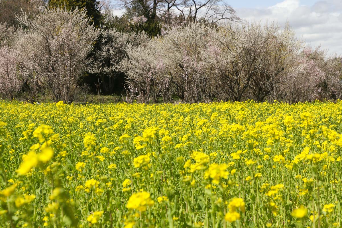 観光案内所近くで一面に咲き誇る菜の花畑
