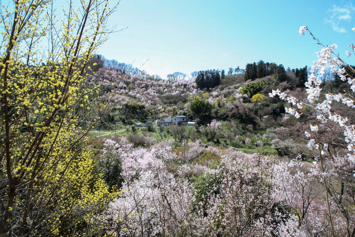 木々のあいだから辺り一帯を見渡すことができる