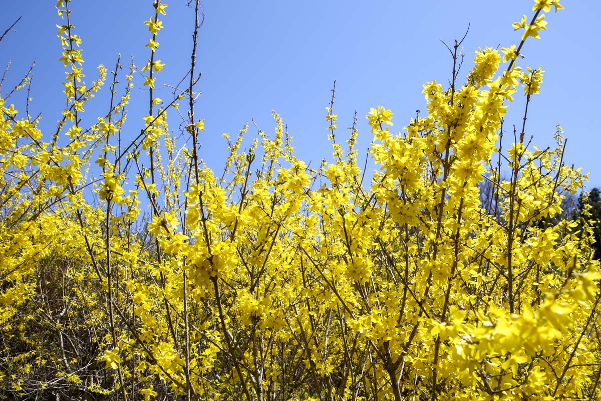 3月下旬～4月下旬が見頃のレンギョウ。直立した枝に4枚の花びらを持つ花を咲かせる