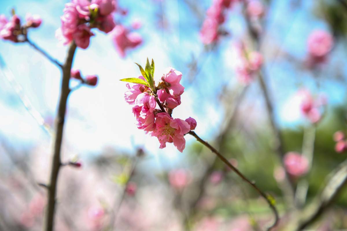 4月中旬～5月上旬が見頃のハナモモ。美しい緋色をした八重咲きの花が特徴