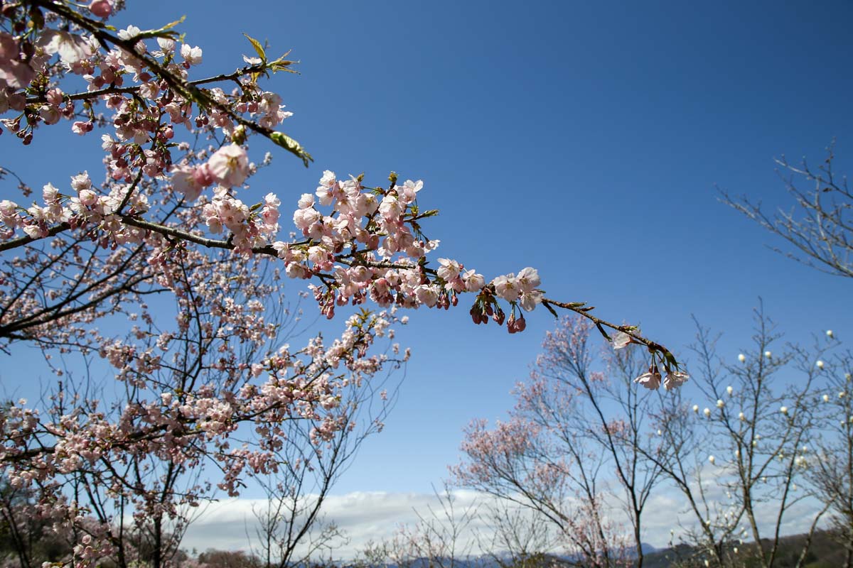 3月下旬～4月下旬が見頃の彼岸桜（ヒガンザクラ）。小さめの花を2～3散形状につける