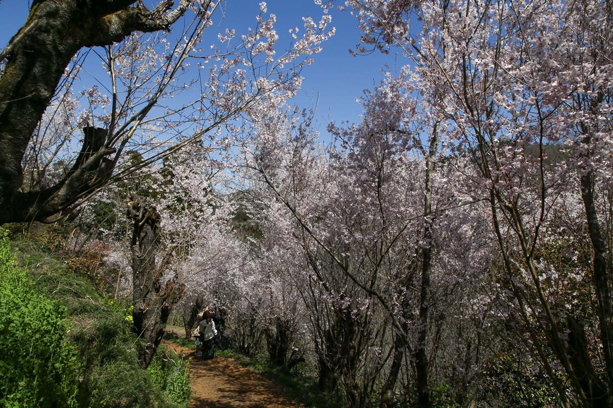 道の両側にはトウカイザクラなどが咲き誇り、花のアーチを形成している