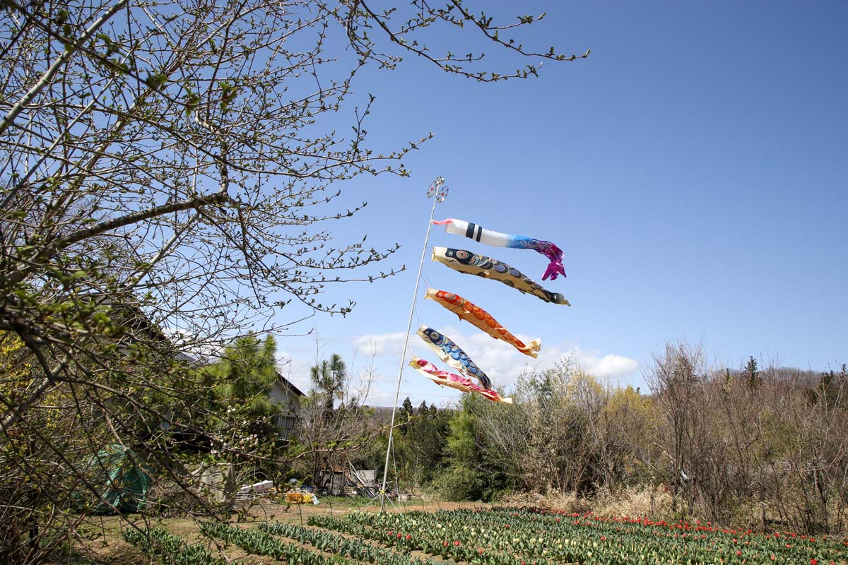 チューリップ畑に泳ぐ鯉のぼり