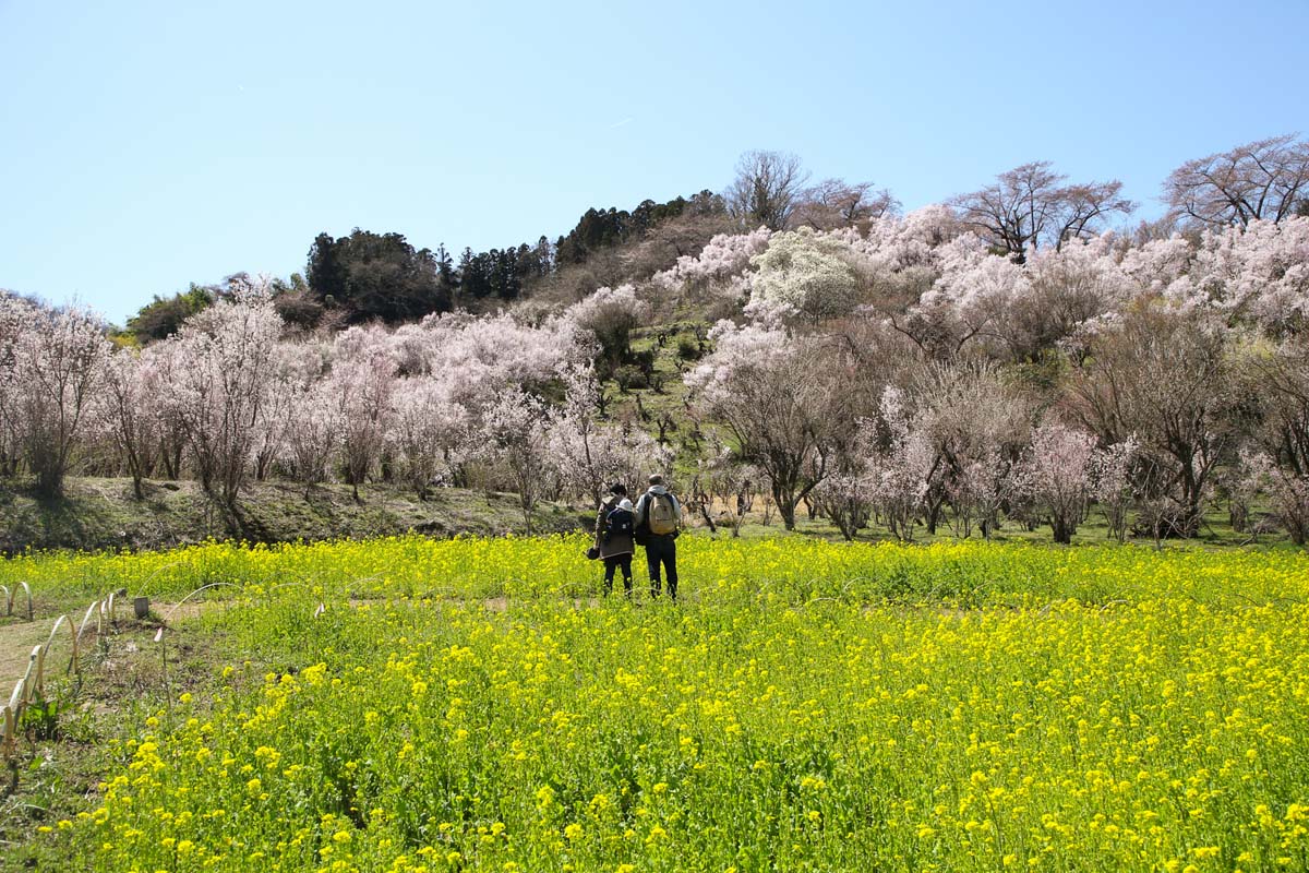 まさに桃源郷 福島の 花見山公園 で春爛漫ハイキング るるぶ More まさに桃源郷 福島の 花見山公園 で春爛漫ハイキング るるぶ More