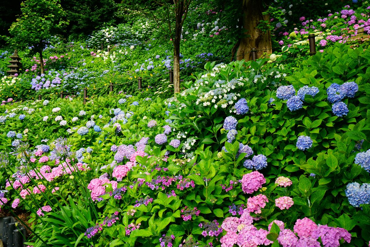 画像提供：長谷寺