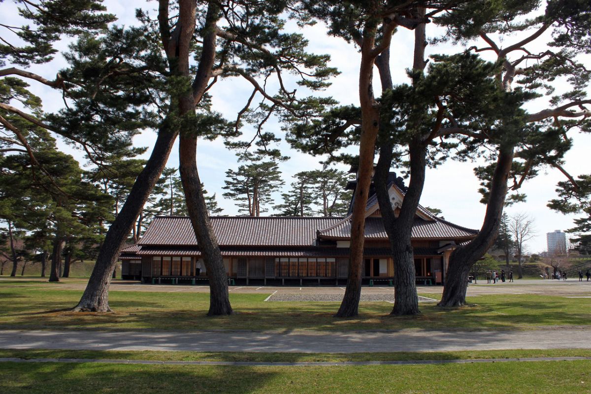 箱館奉行所のアカマツ