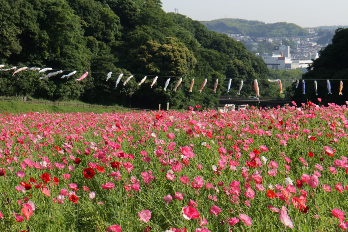 神奈川 横須賀 入園無料 ポピー ネモフィラまつり で約100万本のポピー 園が見頃に 横須賀市くりはま花の国 で22年5月29日 日 まで開催 るるぶ More 神奈川 横須賀 入園無料 ポピー ネモフィラまつり で約100万本のポピー 園が見頃に 横須賀市くりはま花の国 で22年5月29日 日 まで開催 るるぶ More