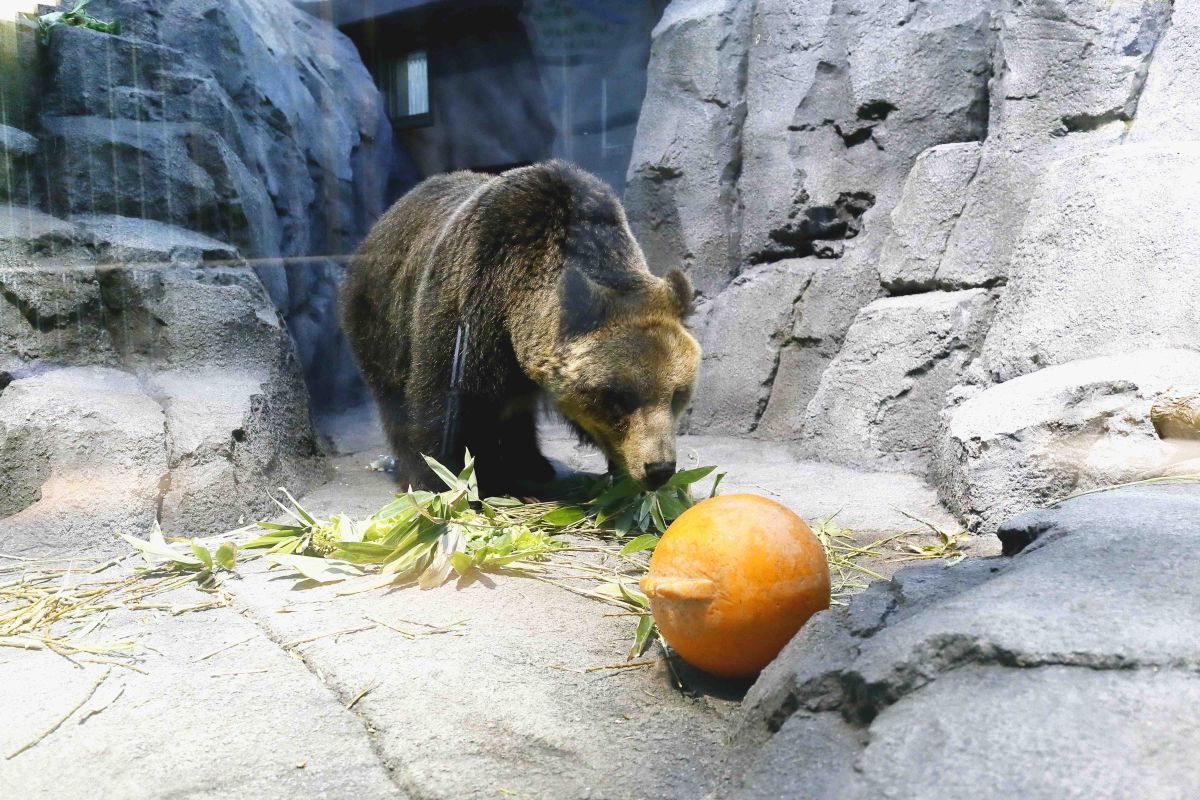 旭山動物園えぞひぐま館のヒグマ、とんこ