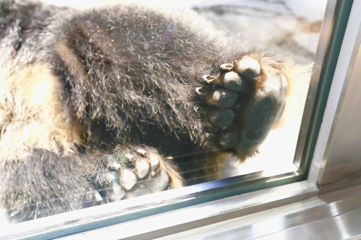 旭山動物園えぞひぐま館のヒグマの寝姿