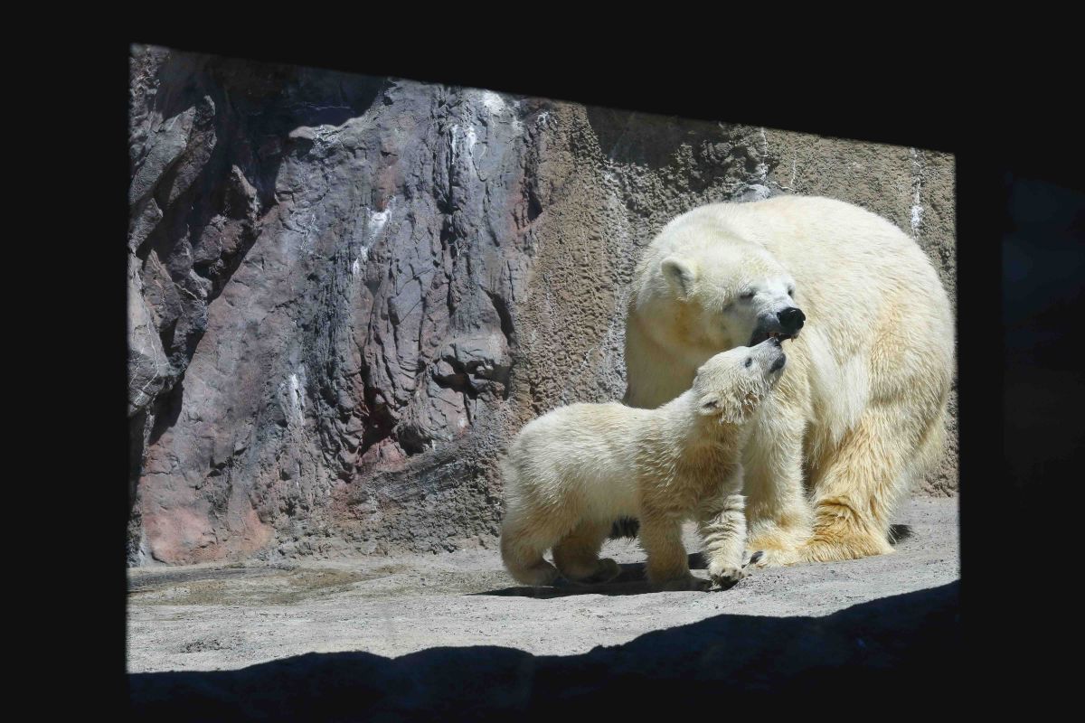 旭山動物園のホッキョクグマ