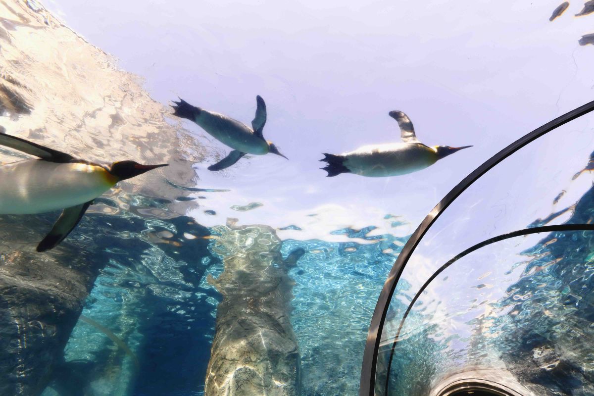 旭山動物園のペンギン