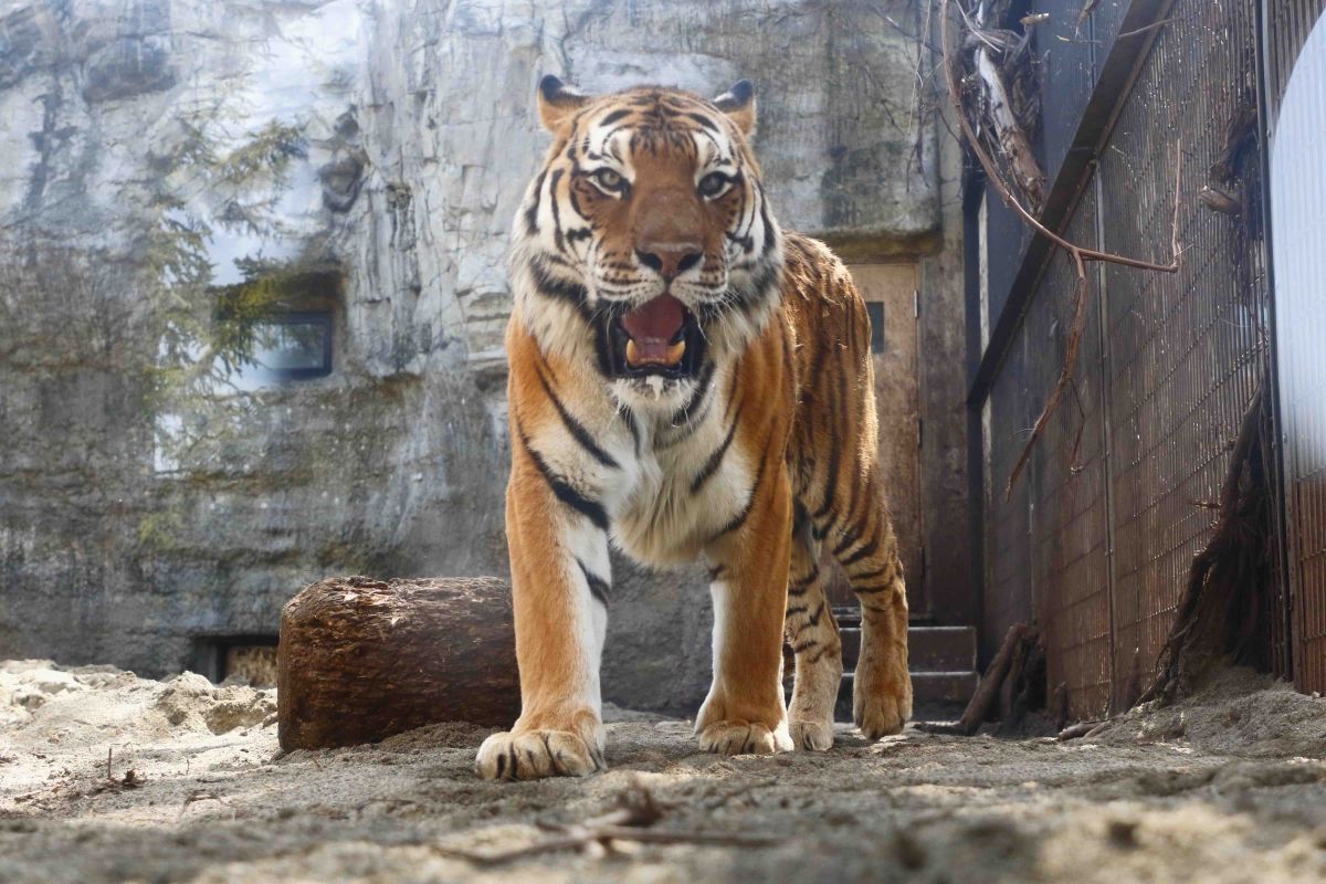 旭山動物園もうじゅう館のアムールトラ
