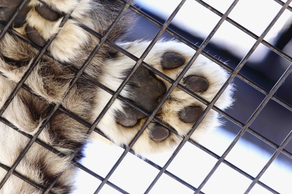 旭山動物園もうじゅう館のユキヒョウの肉球