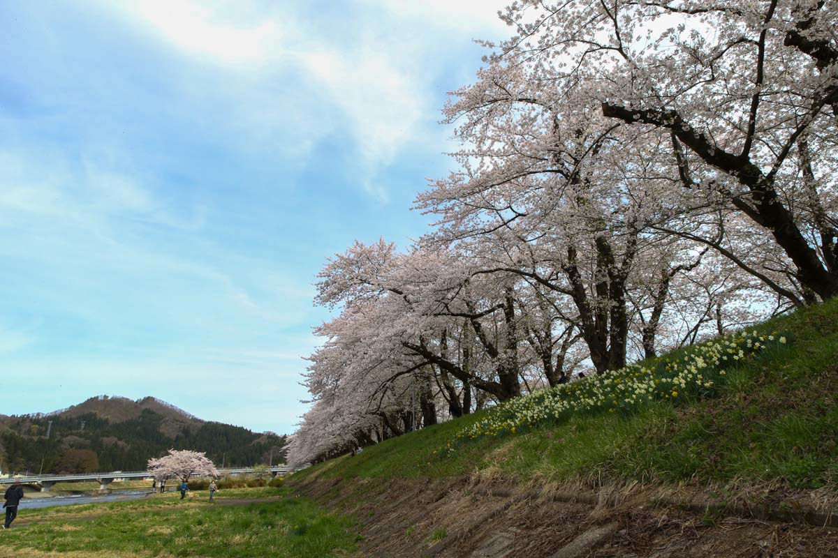 桧木内川堤の桜並木