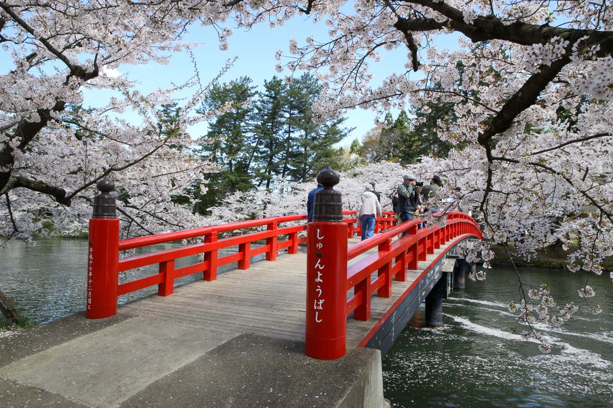ビュースポットの春陽橋。目線の高さで桜を楽しめる