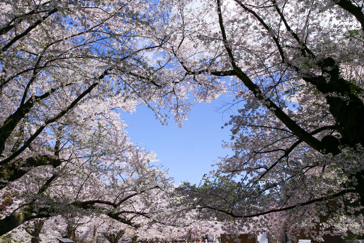 SNSでも話題の桜のハート。場所は非公開のため、出会えたらラッキー♪