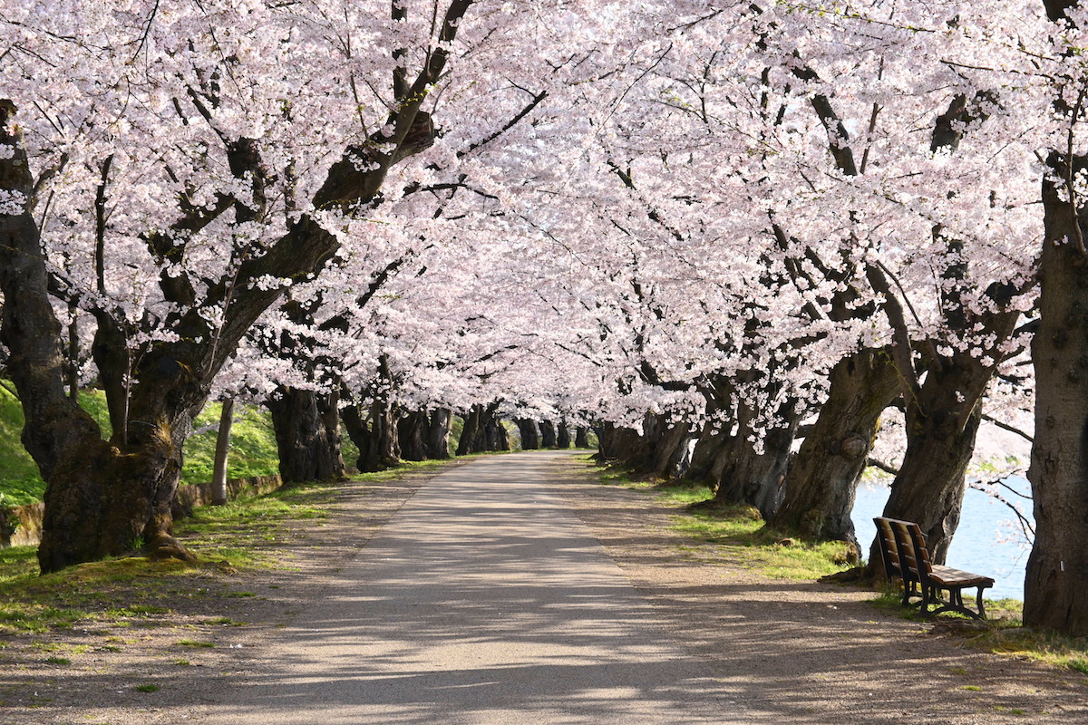 西濠沿いにある桜のトンネル